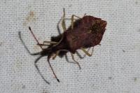 Haploprocta sulcicornis