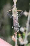 Camptopus lateralis