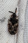Aradus depressus