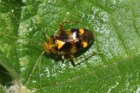 Liocoris tripustulatus