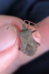 Coreus marginatus