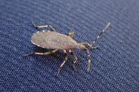 Dicranocephalus medius