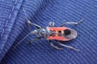 Peirates hybridus