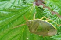 Piezodorus lituratus