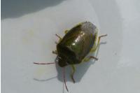 Piezodorus lituratus