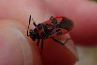 Corizus hyoscyami hyoscyami