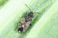 Peritrechus lundii