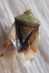 Elasmostethus interstinctus