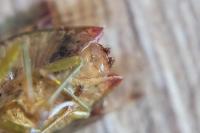 Elasmostethus interstinctus