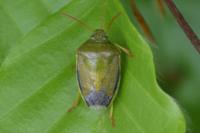 Piezodorus lituratus