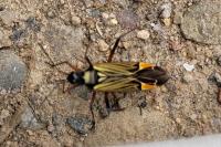 Miris striatus