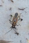 Horistus orientalis