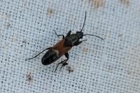 Pterotmetus staphyliniformis