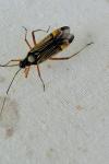 Miris striatus