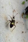 Closterotomus biclavatus