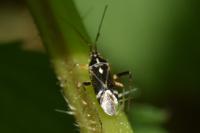 Harpocera thoracica