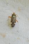 Rhabdomiris striatellus