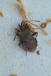 Coreus marginatus