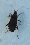 Ceraleptus gracilicornis