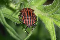 Graphosoma italicum italicum