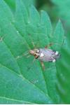 Rhabdomiris striatellus