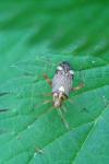 Rhabdomiris striatellus