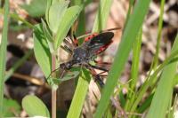 Rhynocoris annulatus