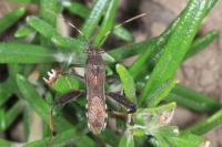 Camptopus lateralis