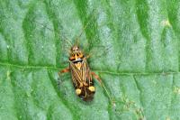 Rhabdomiris striatellus
