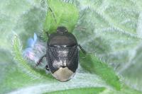 Sehirus luctuosus