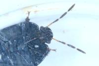 Sehirus luctuosus