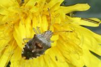 Elasmucha grisea