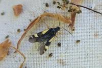Dryophilocoris flavoquadrimaculatus