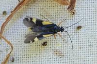 Dryophilocoris flavoquadrimaculatus