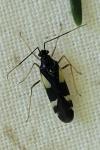Dryophilocoris flavoquadrimaculatus