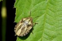 Eurygaster testudinaria