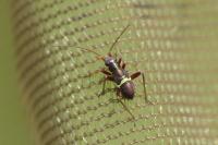 Calocoris roseomaculatus roseomaculatus
