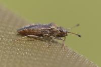 Bathysolen nubilus