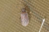 Bathysolen nubilus