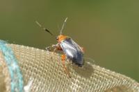 Capsus ater