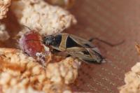 Xanthochilus quadratus