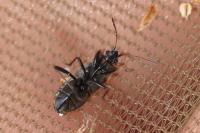 Xanthochilus quadratus
