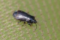 Plinthisus brevipennis