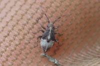Deraeocoris flavilinea