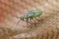 Hoplomachus thunbergii
