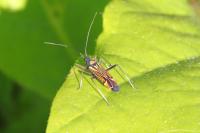 Miris striatus