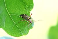 Rhabdomiris striatellus