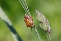 Carpocoris purpureipennis