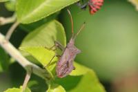 Coreus marginatus