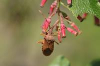 Gonocerus acuteangulatus